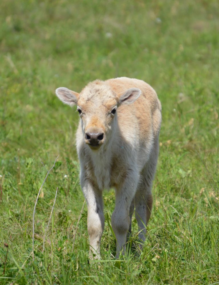 white bison